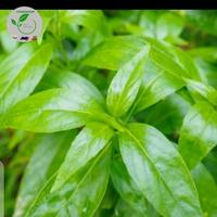 daun sambilata/sambiloto kesehatan tubuh 500 gram