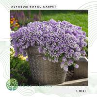 Jual SALE Benih Biji Bunga Aster Dwarf Colour Carpet Pack - Als ...