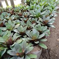 tanaman hias bromelia hijau