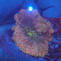 coral koral terumbu jamur ricordea yuma pink (real)