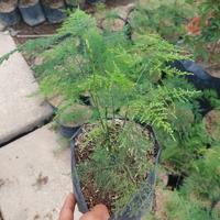 tanaman hias asparagus/asparaga pakis suplir super rimbun