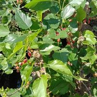 Tanaman Buah Besaran BB50