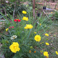 Benih bunga cosmos sulferus / bunga kenikir warna kuning