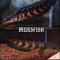 TERMURAH Red Lempuyang 100% REAL SORTIAN BERGARANSI