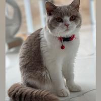 Jual Kucing Bsh Terlengkap & Terbaik - Harga Murah Maret 2025