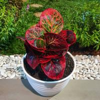 Jual Pohon Puring Terbaik - Harga Murah Maret 2025 & Cicil 0%