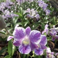 Anggrek dendrobium splash, siap berbunga