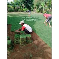 Harga Rumput Jepang Ponorogo Permeter