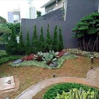 Desain taman natural dengan pohon cemara lilin