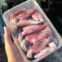 cumi cumi 500gr samarinda