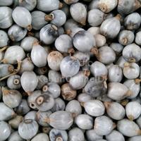 Biji Hanjeli 33 Jagung Jali Jalen Hanjeli Jalu Watu Hatomugi Coix lacryma Jobi Job's Tears Air Mata Ayub Adlay