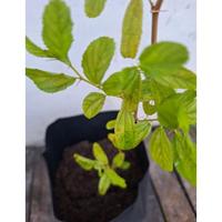 Terlaris FIJAY354 TANAMAN POHON BIDARA ARAB READY SAMARINDA POLIBAG 25CM