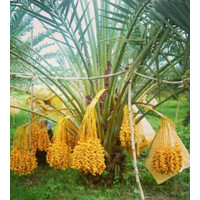 paket 2 Pohon Kurma HYBRID impor dari Thailand