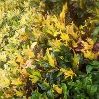 Jual Pohon Puring Terbaik - Harga Murah Mei 2024 & Cicil 0%