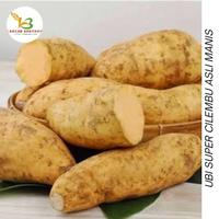 Ubi cilembu fresh manisss 1kg