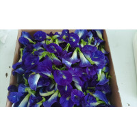 Bunga Telang 100gr (Pre Order)