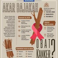 akar bajakah Kalalawit merah asli, stik 1kg