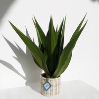 Agave sisalana super besar Tanaman indor Tanaman kantor Tanaman outdor