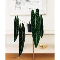 Tanaman hias Anthurium warocqueanum / Anturium warok waroc / Anturium