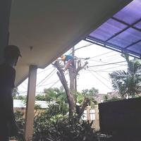 nebang pohon besar dirumah