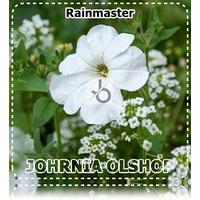 Johrnia 3 Benih Biji Bunga PETUNIA Rainmaster