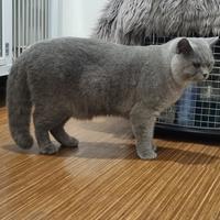 Jual Kucing Bsh Terlengkap & Terbaik - Harga Murah Maret 2025