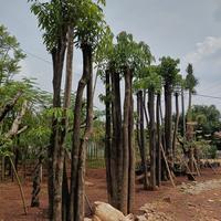 Jual Pohon Pule Terbaik - Harga Murah Mei 2025 & Cicil 0%