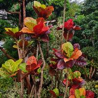 Jual Pohon Puring Terbaik - Harga Murah Maret 2025 & Cicil 0%