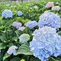 Tanaman Hias puncak seribu