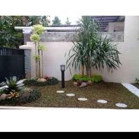 jual taman minimalis bonsai Kamboja Bali dan anting putri