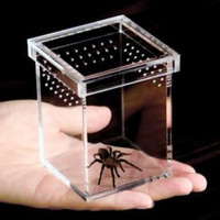 akrilik tempat cage sangkar hewan wadah serangga spider laba reptil