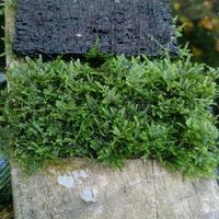 mos wiping tanaman aquascape di  jual per lempeng jika minat silahkan oder