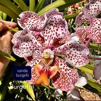 anggrek Banda Burgeffii, Munich Bot. Gdns. 1928 ( RHS )