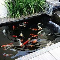 kolam koi minimalis dalam ruang tamu