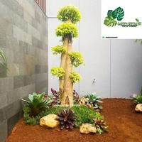 taman bonsai anting putri pusil