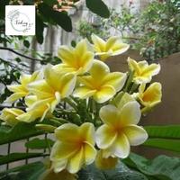 Tanaman hias kamboja bali kuning - Pohon kamboja - Pohon bunga