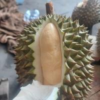 durian mentega bawor dari medan super