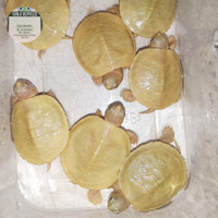 RES Brazil Lime Kura Kura Air Turtle Baby 3-4cm Bukan Albino