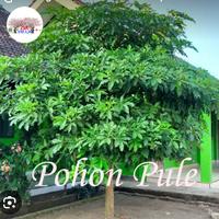 Jual Pohon Pule Terbaik - Harga Murah Maret 2025 & Cicil 0%
