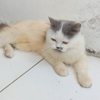 Kucing Persia Bulu Panjang Sehat Manja Jinak