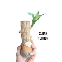 stok terbatas!!! bonsai kayu brazil/brazilian wood sudah tumbuh T: 15 cm
