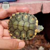 RES Brazil Pastel Van Gogh Kura Kura Air Turtle 5-6cm Bukan Albino