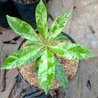 Jual Pohon Pule Terbaik - Harga Murah Maret 2025 & Cicil 0%