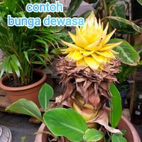 musella laciocarpa/pisang obor cina/golden lotus