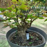 BONSAI BOUGENVILLE BENGAWAN SOLO REALPICT