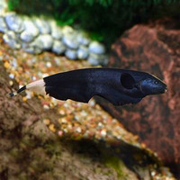 ikan hias black ghost per ekor