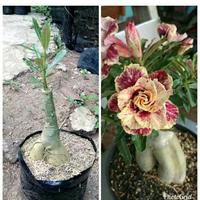 Adenium bongol besar bunga tumpuk