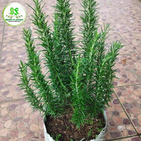 ready tanaman rosemary jumbo rimbun/tanaman hias/Rosemary jumbo gratis pot terlaris