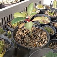 Euphorbia viguieri seedling