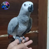 Promo Burung African Grey Koleksi Para Sultan Istimewa Mewah Bisa Kirim Keseluruh Indonesia